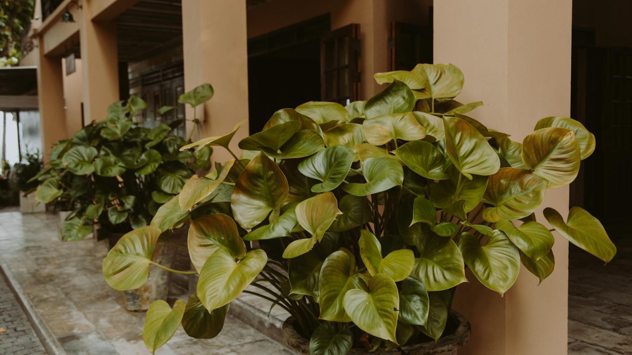 Philodendron gloriosum: a slow, crawling miracle