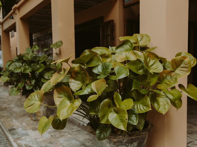 Philodendron gloriosum: a slow, crawling miracle