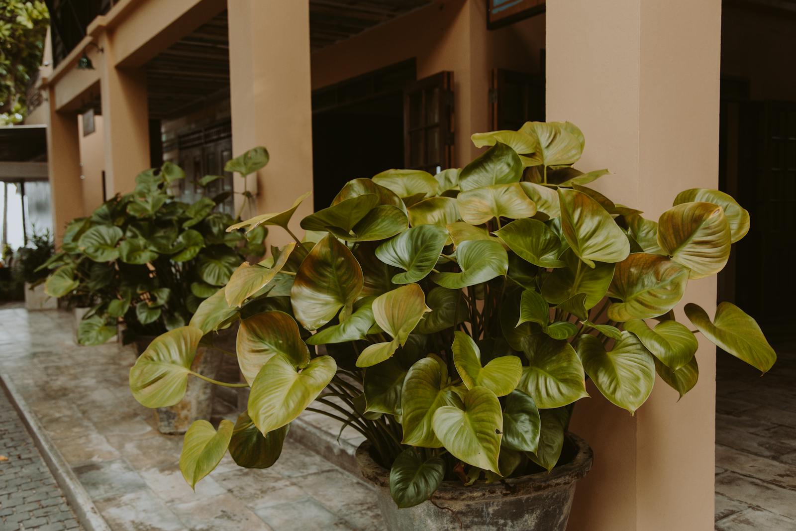 Philodendron gloriosum: a slow, crawling miracle