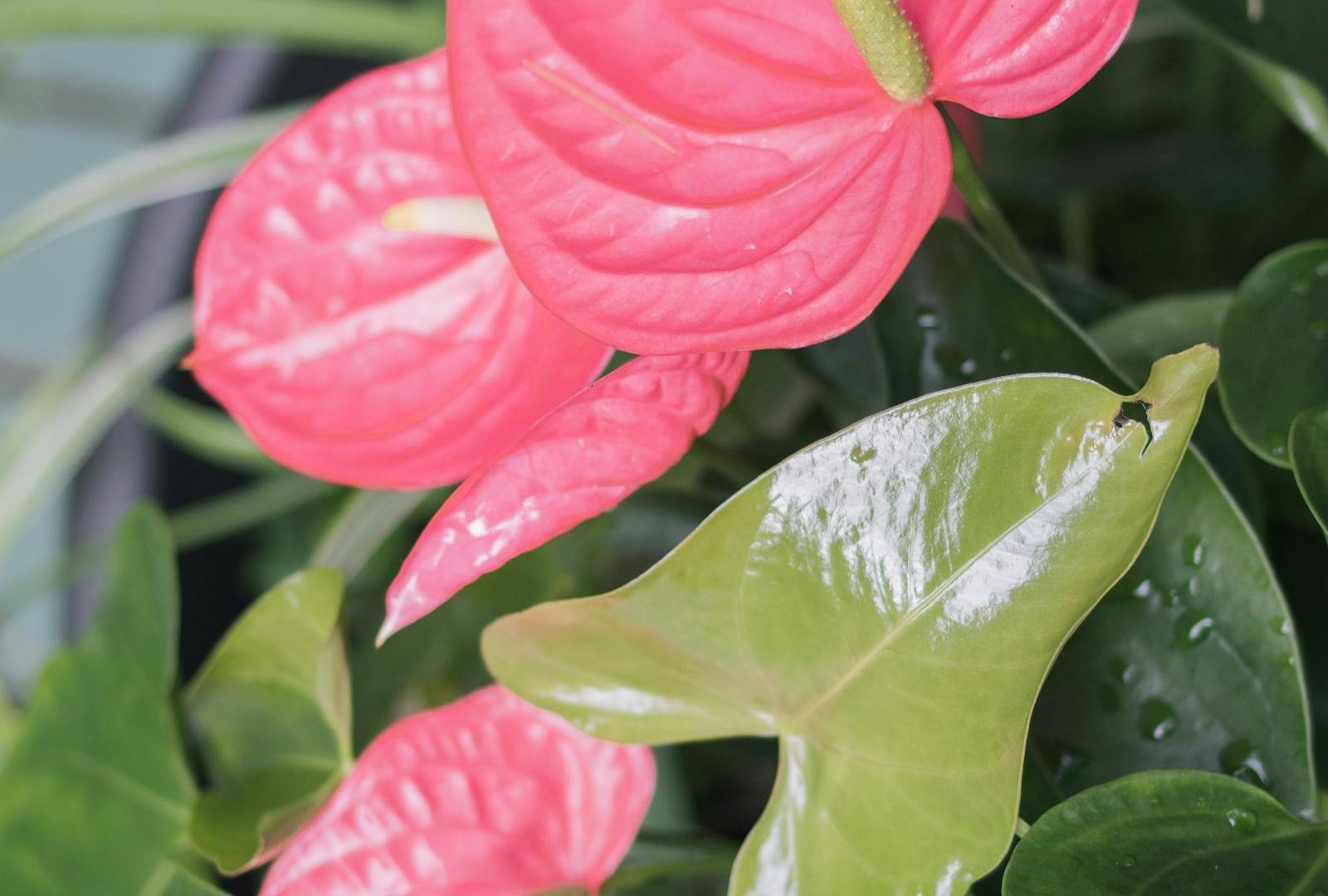 The honest beginner’s guide to Anthurium clarinervium