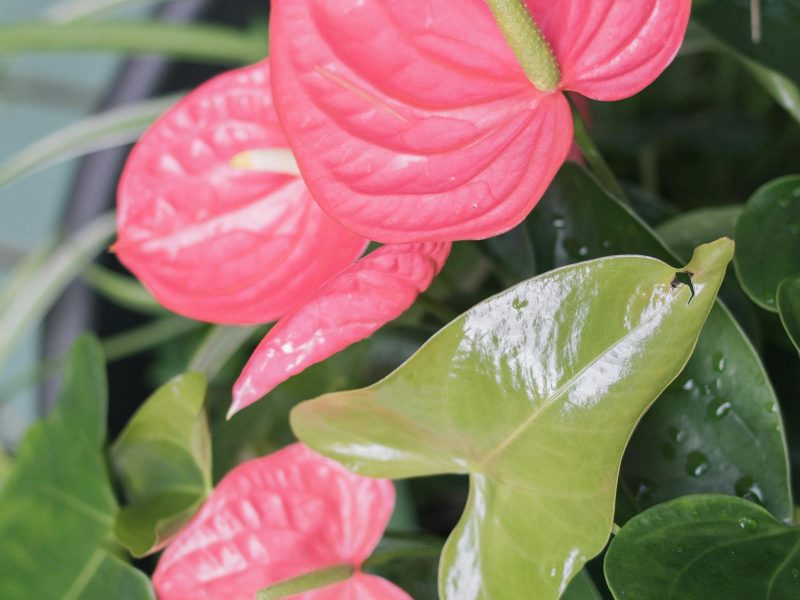 The honest beginner’s guide to Anthurium clarinervium