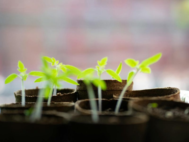 Reading aroid leaf patterns: what they tell you about the plant