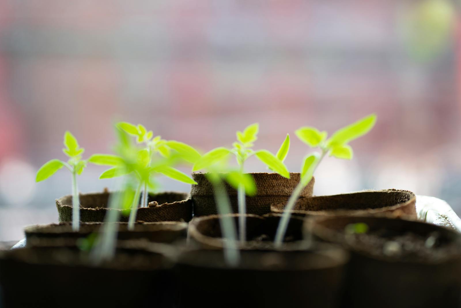 Reading aroid leaf patterns: what they tell you about the plant