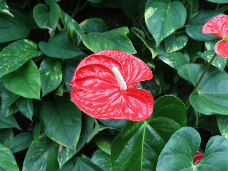 Why your Anthurium leaves are curling