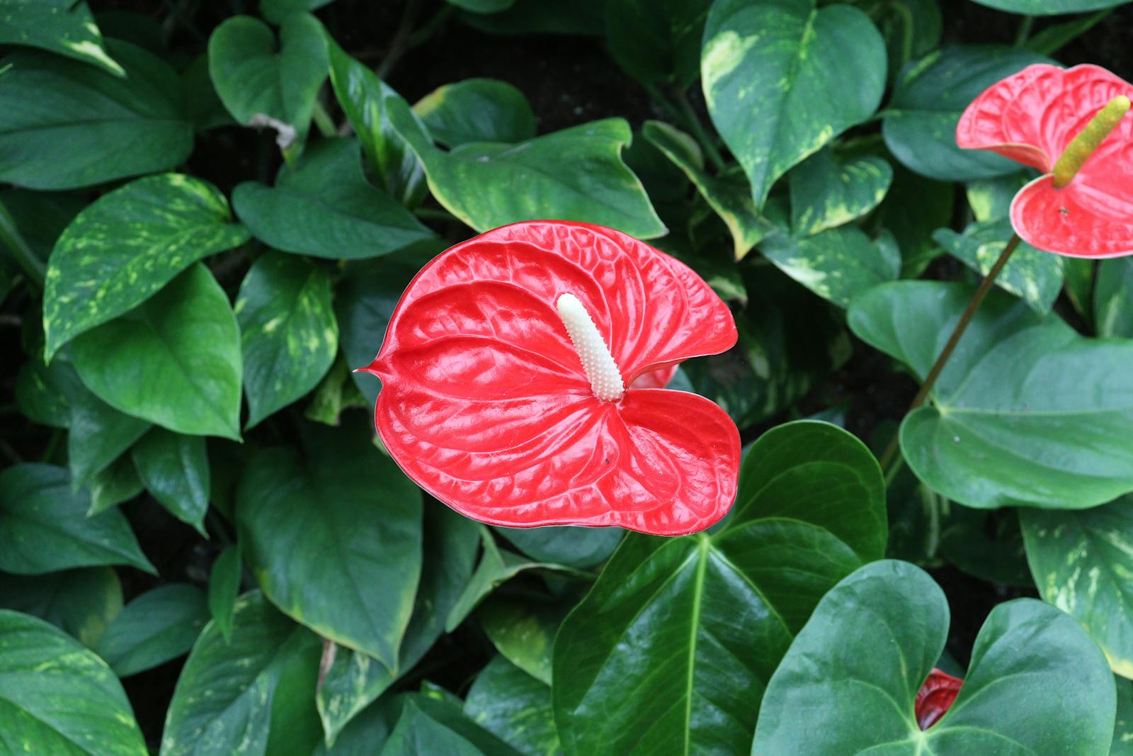 Why your Anthurium leaves are curling