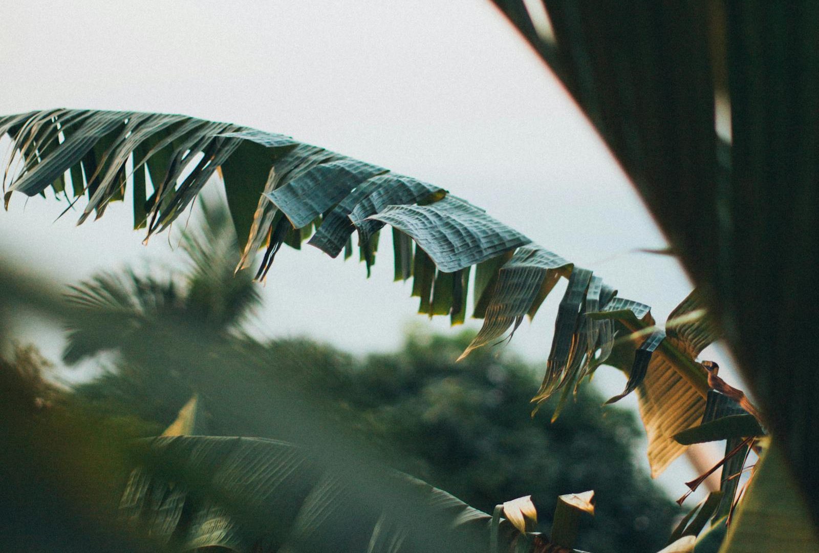 Monstera adansonii: not a beginner plant, despite the marketing