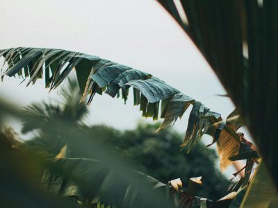 Monstera adansonii leaves with characteristic small fenestrations