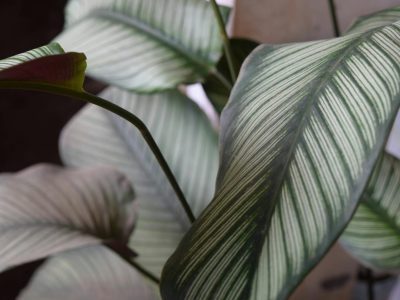 Long pendant Anthurium warocqueanum leaf with deep silver venation