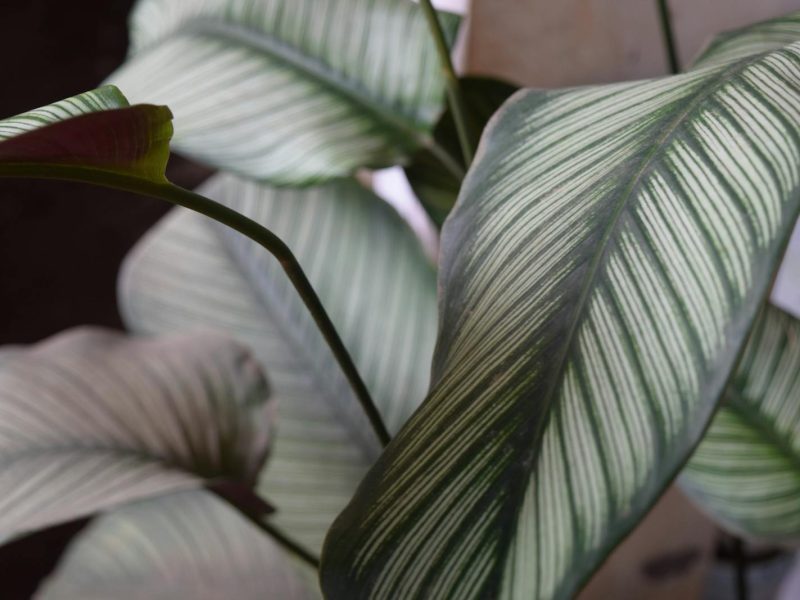 The slow art of growing Anthurium warocqueanum