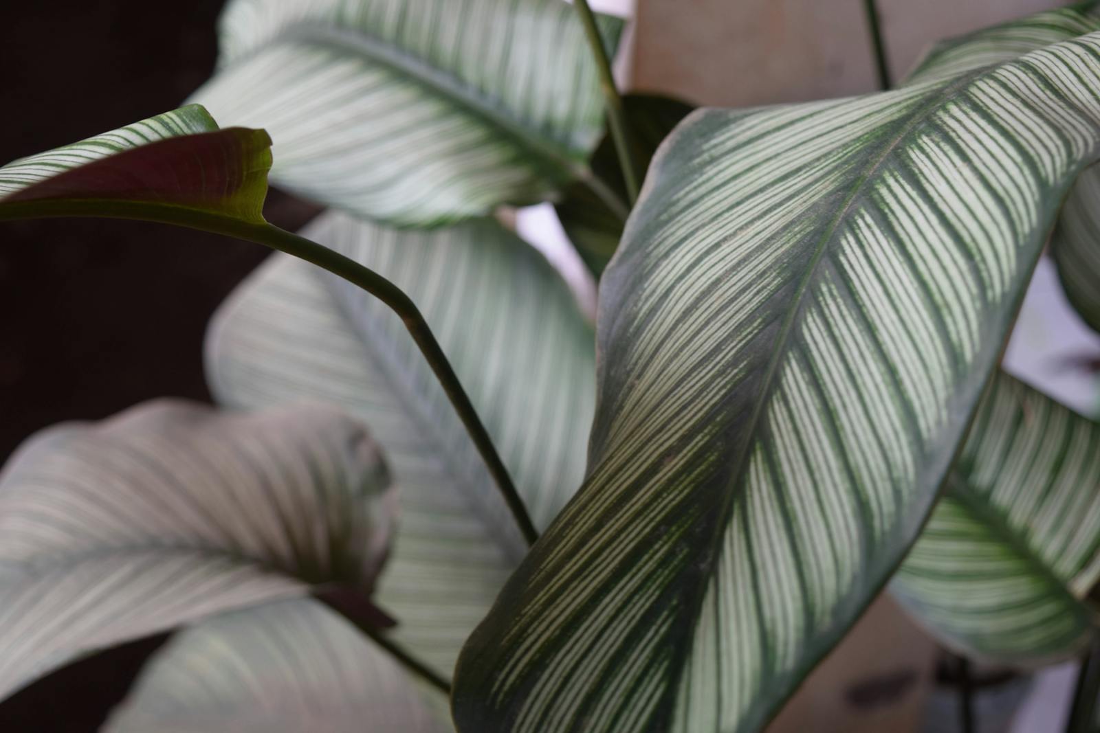 The slow art of growing Anthurium warocqueanum