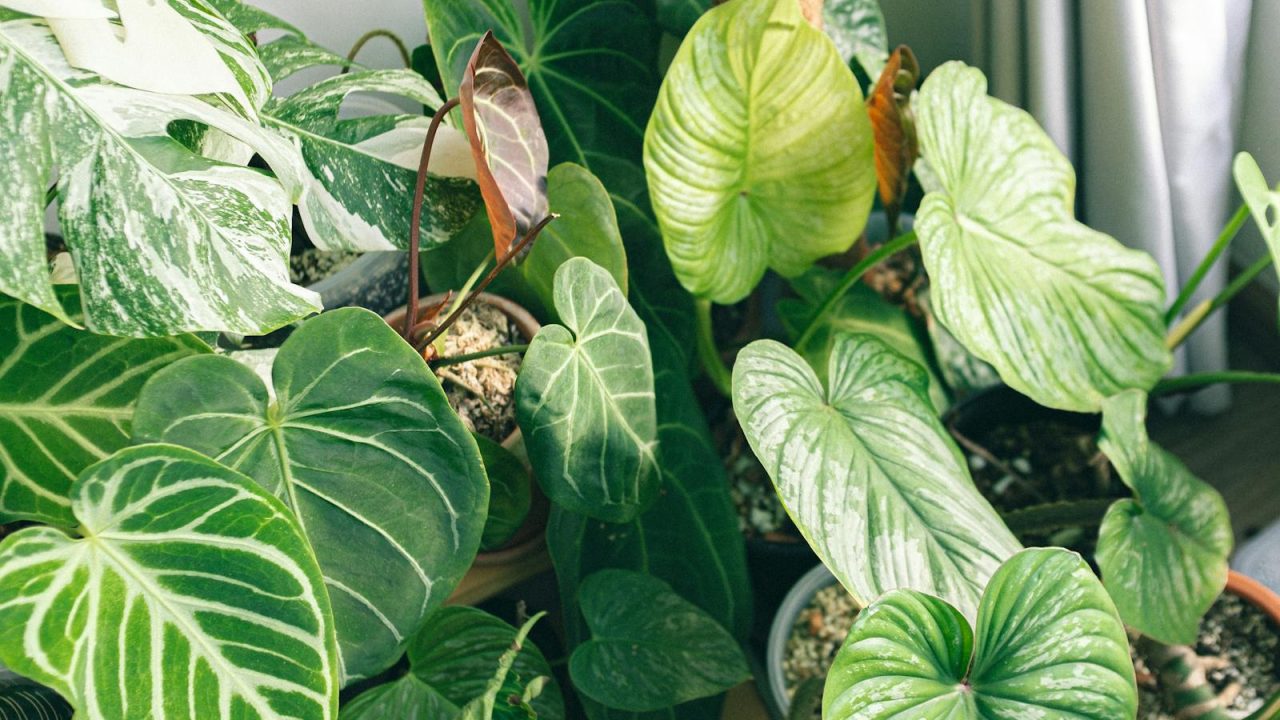 When to repot a rare philodendron (and when not to)