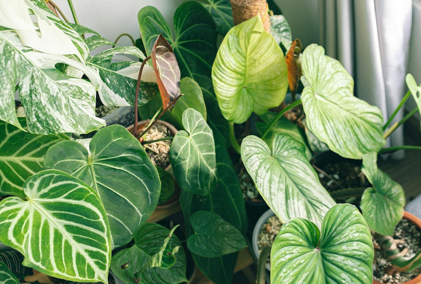 When to repot a rare philodendron (and when not to)