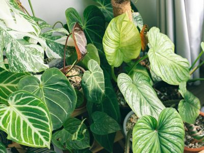Healthy philodendron root system inspected during repotting