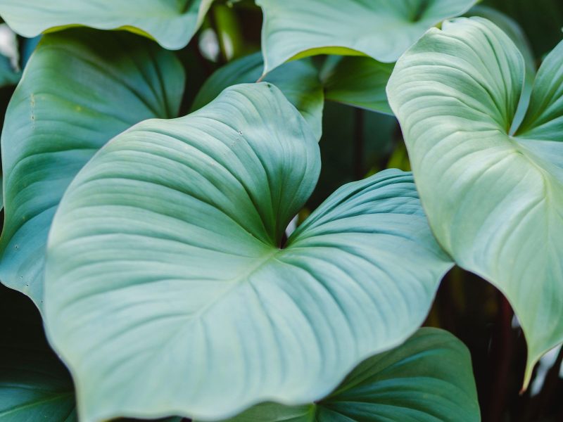 Why aroid leaves come out small (and what to do about it)