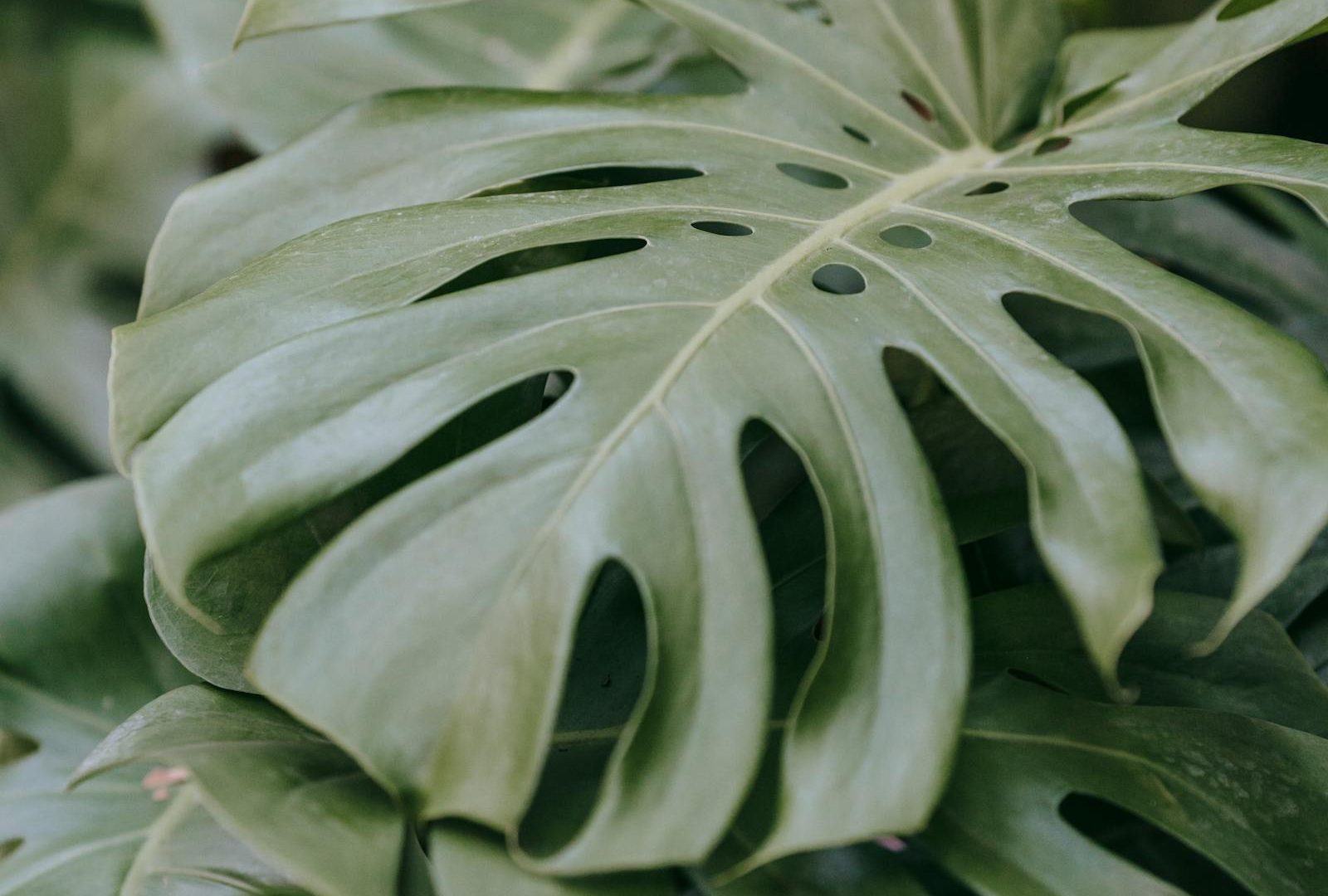 Propagating rare aroids without losing the mother