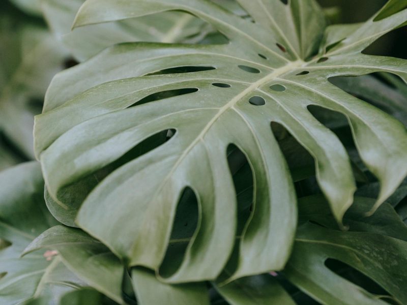 Propagating rare aroids without losing the mother