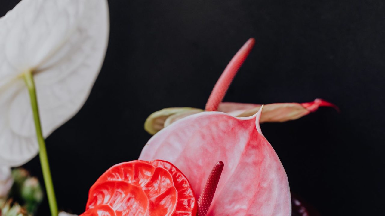 The Anthurium magnificum that broke me, and what I learned