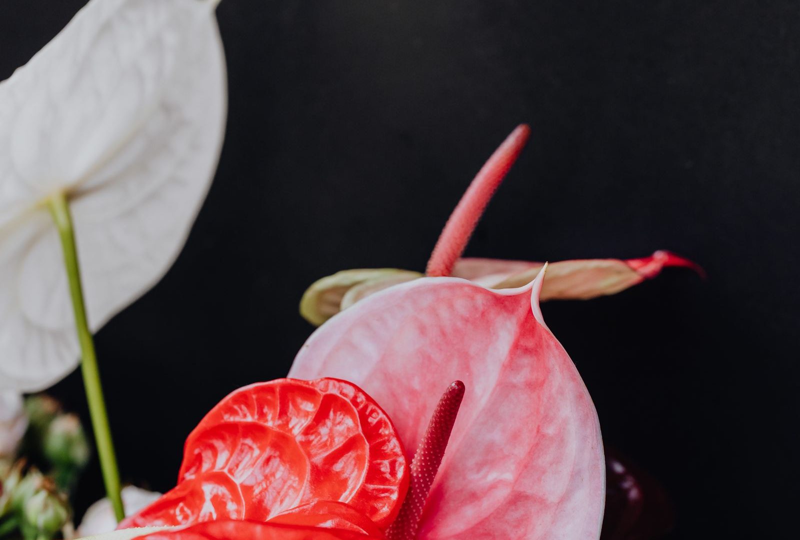 The Anthurium magnificum that broke me, and what I learned