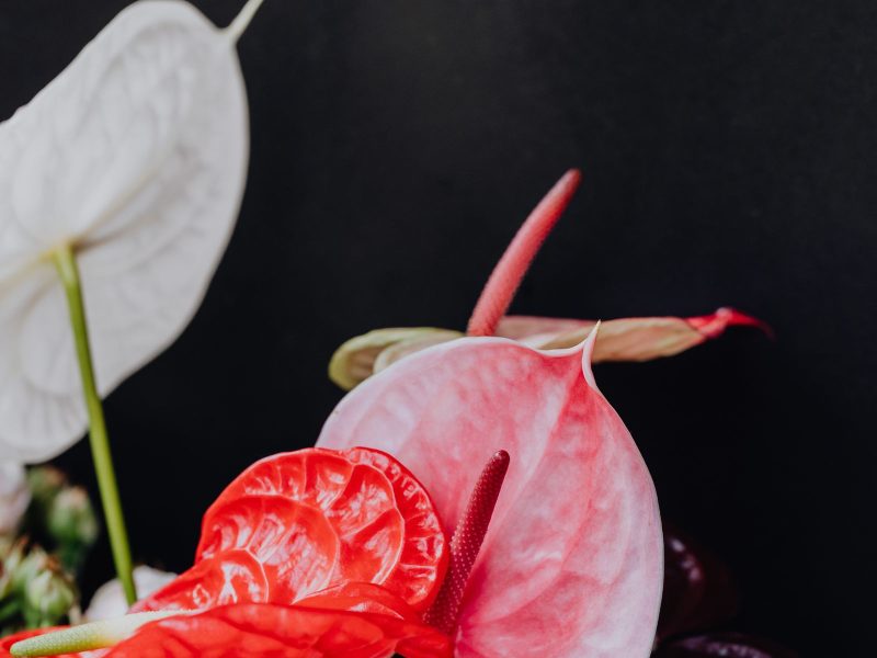 The Anthurium magnificum that broke me, and what I learned