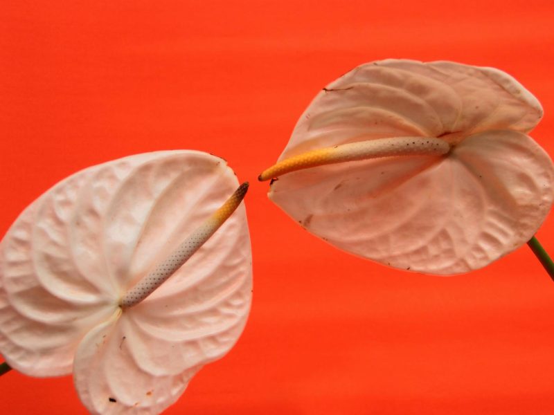 Velvet-leaf aroids: humidity, light, and the quiet patience they need