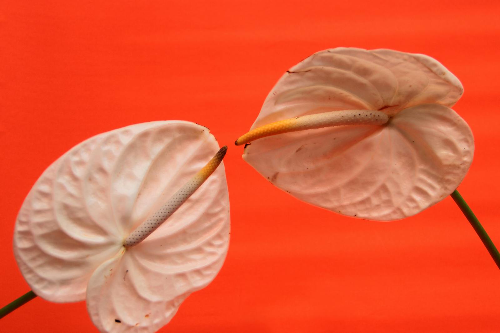 Velvet-leaf aroids: humidity, light, and the quiet patience they need