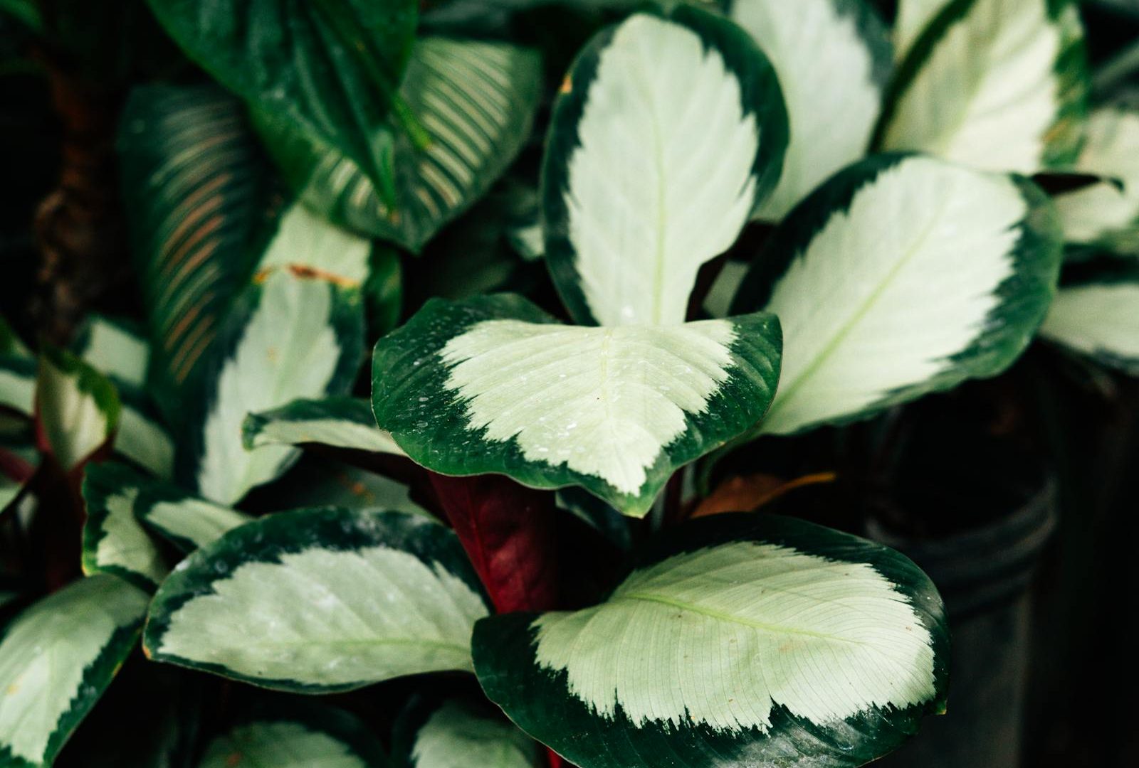 Why your Calathea is curling and what to actually do