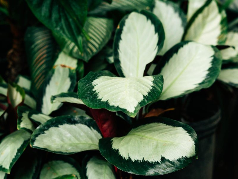 Why your Calathea is curling and what to actually do