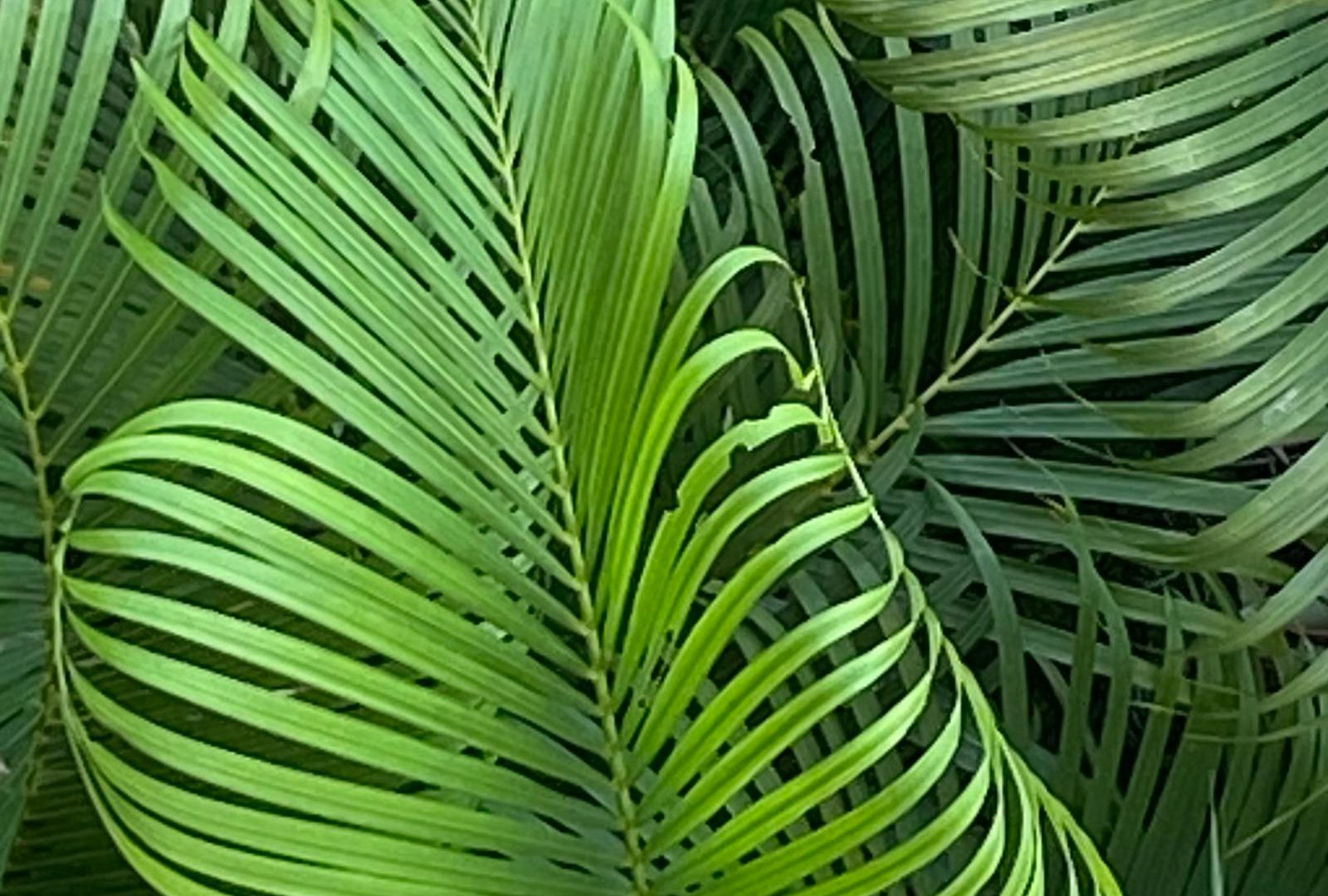 Alocasia frydek: the dramatic foliage I almost gave up on