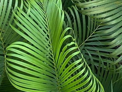 Alocasia frydek velvet green arrowhead leaves with white veins