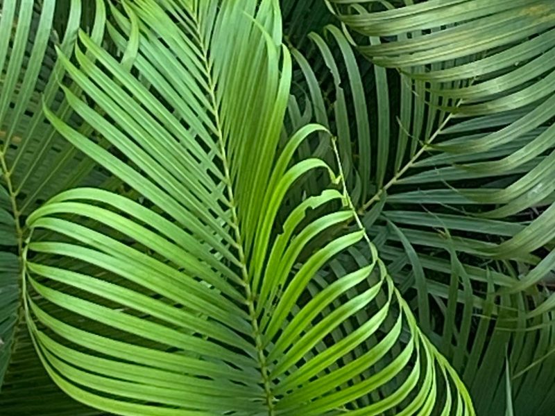 Alocasia frydek: the dramatic foliage I almost gave up on