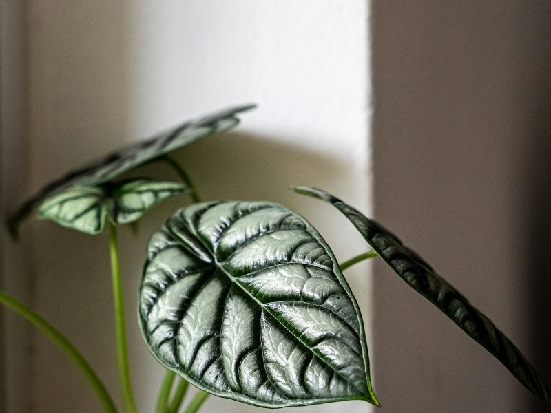 Colocasia versus Alocasia: a slow comparison