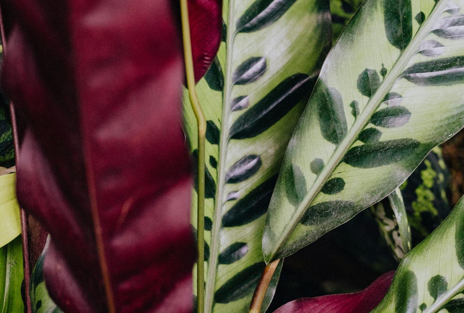 Humidity for Calatheas: realistic numbers from a small apartment