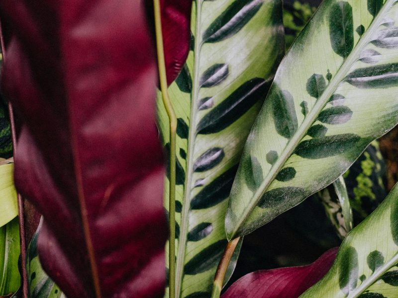Humidity for Calatheas: realistic numbers from a small apartment