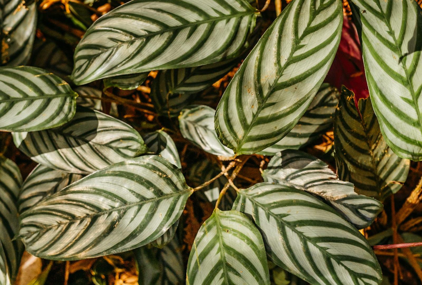 Reading the back of a Calathea leaf: maranta family signals