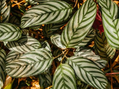 Underside of a Calathea leaf showing pigmented coloration