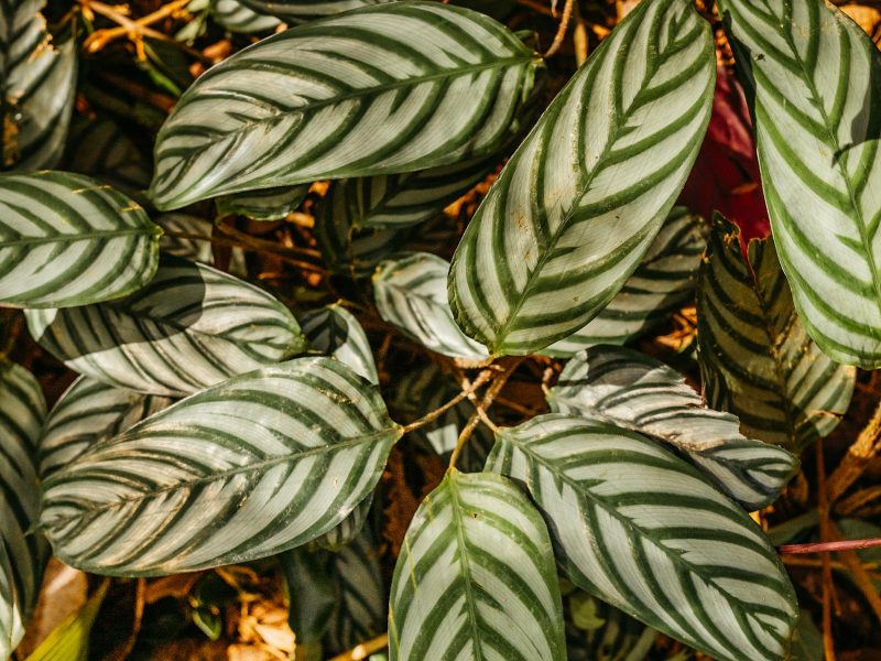 Reading the back of a Calathea leaf: maranta family signals