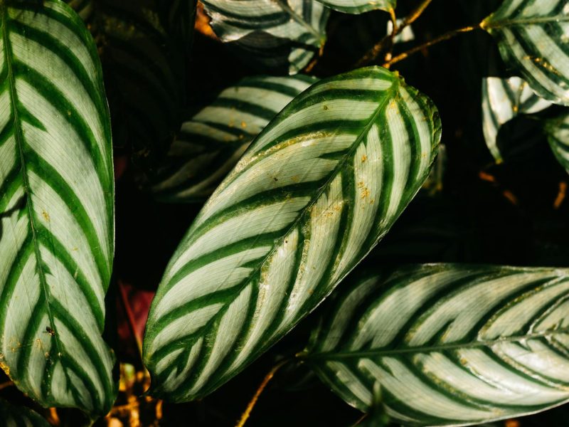 Velvet leaves in winter: a survival guide