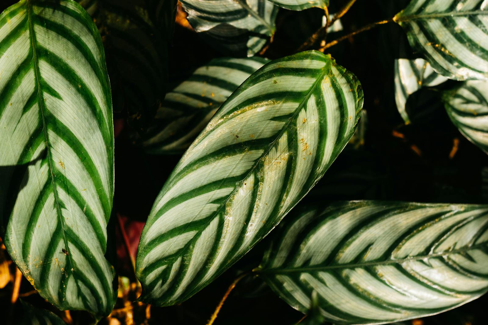 Velvet leaves in winter: a survival guide