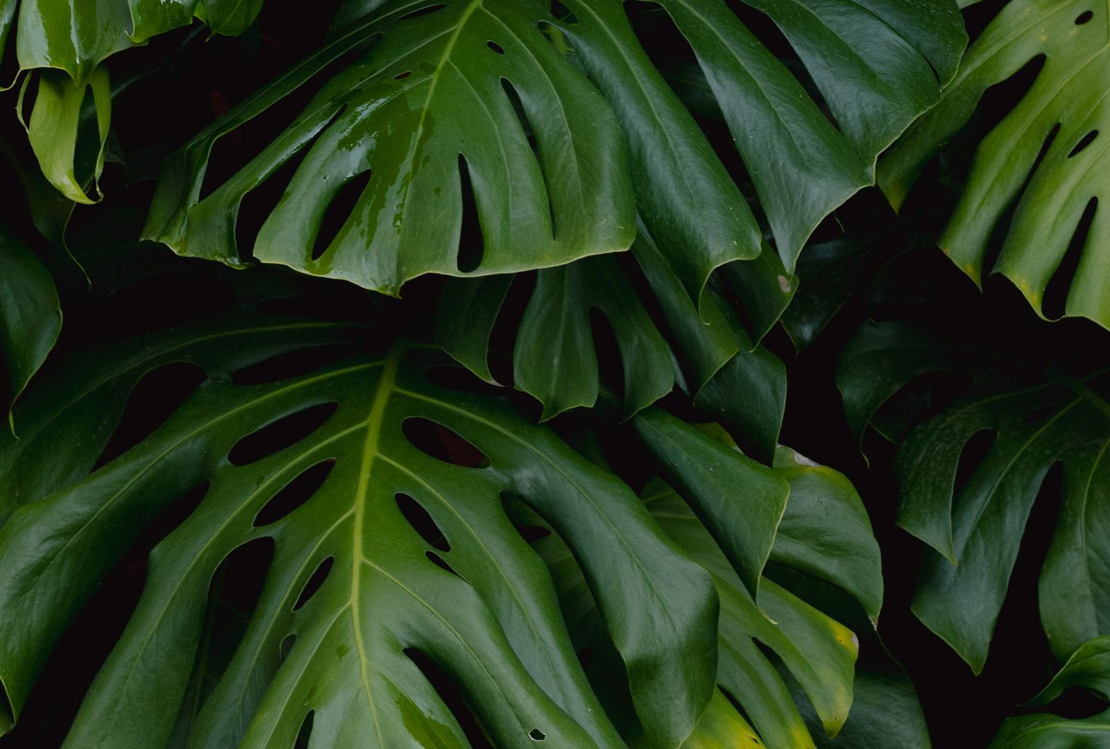 Building a tropical corner in a temperate apartment