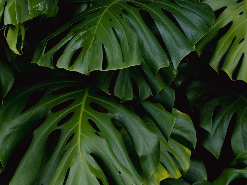 Building a tropical corner in a temperate apartment