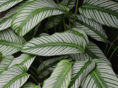 Calathea white fusion variegated leaf in bright filtered light