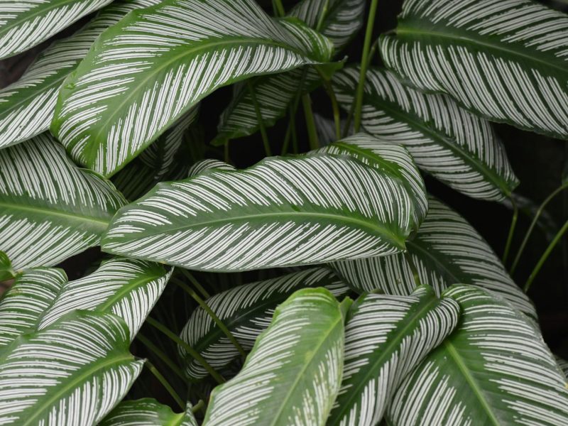 Calathea white fusion: the plant that taught me about light