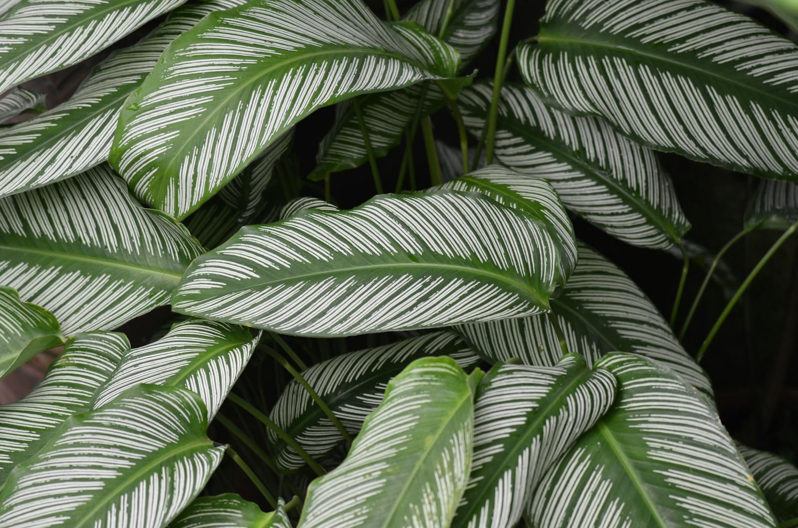 Calathea white fusion: the plant that taught me about light