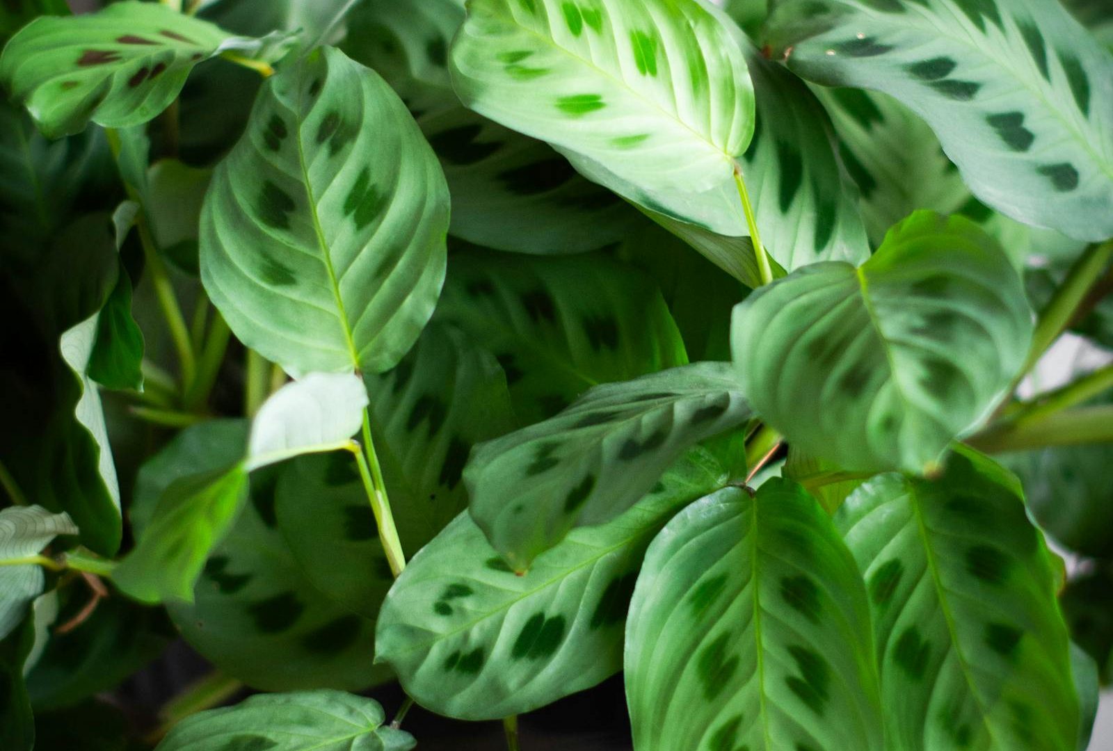 Tropical foliage and tap water: a calcium story