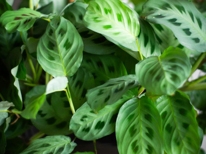 Tropical foliage and tap water: a calcium story