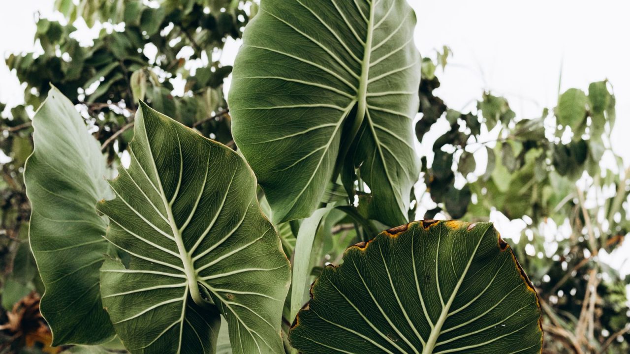 Alocasia polly: the plant everyone gets wrong