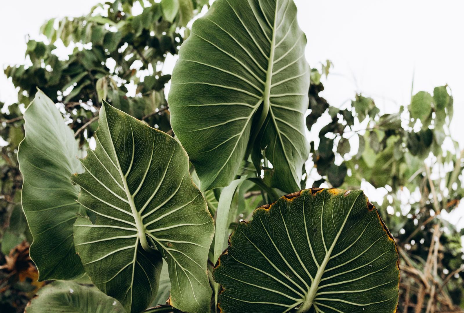 Alocasia polly: the plant everyone gets wrong
