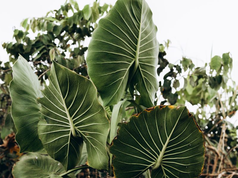 Alocasia polly: the plant everyone gets wrong