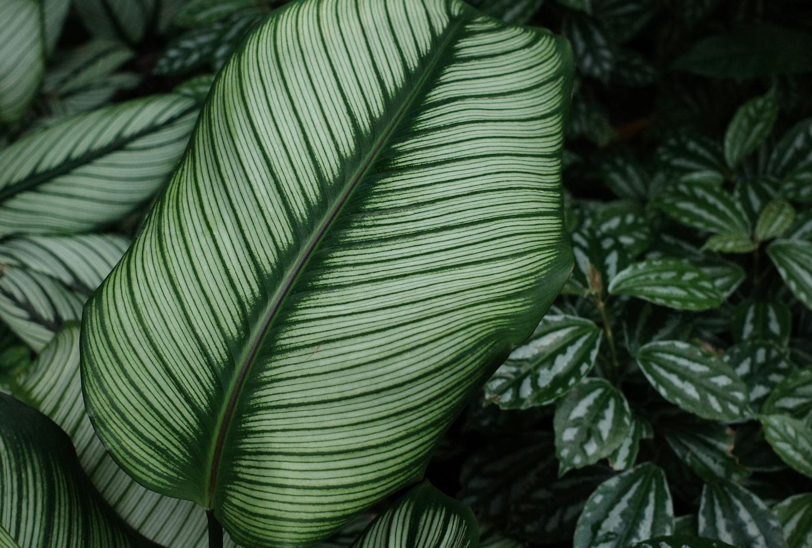 Maranta leuconeura: prayer plants and the rhythm they keep