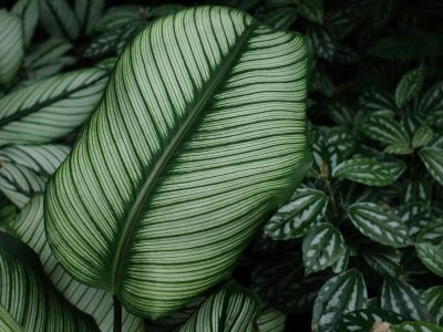 Maranta leuconeura prayer plant with deep red venation